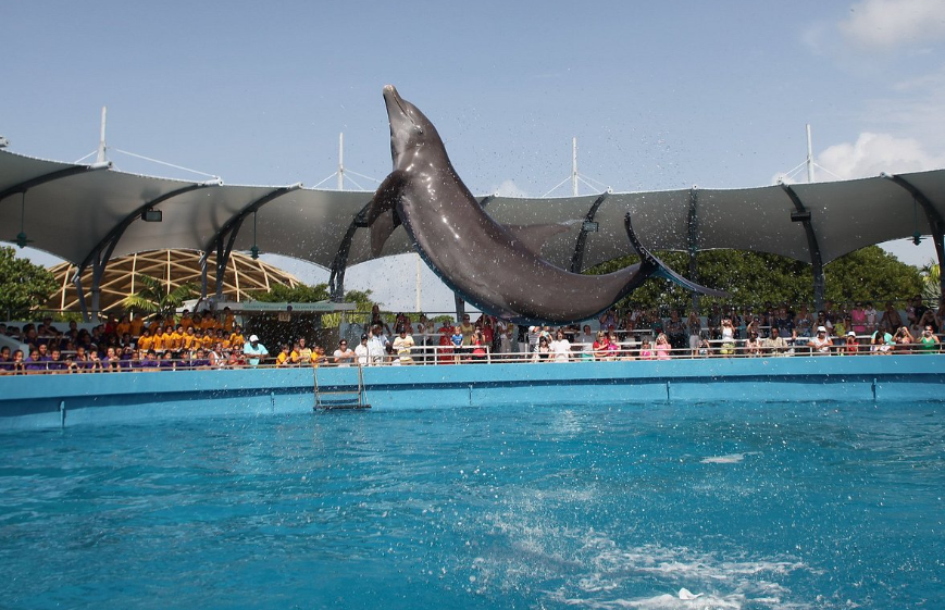 Miami Seaquarium: A Family Adventure into Marine Life and Conservation