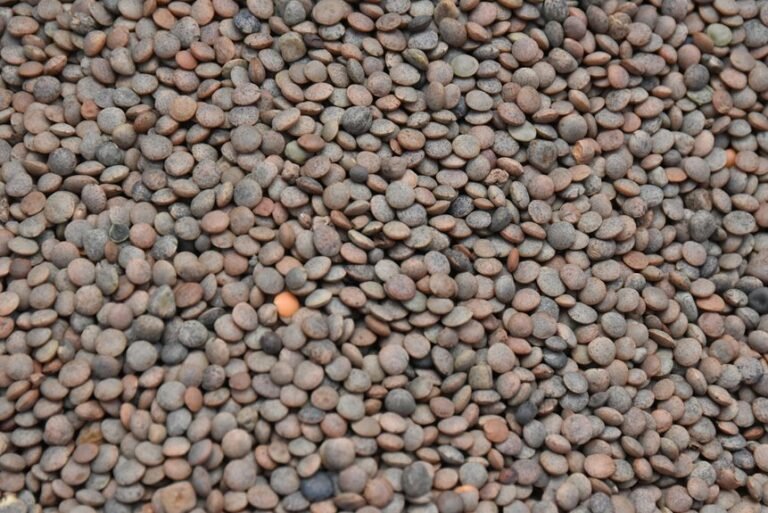 market lens transformation pulse